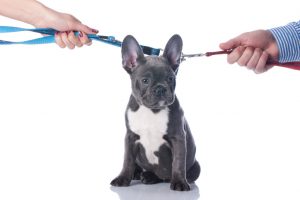 California Divorce and Pet Custody: Learn the Ins and Outs of Your Options