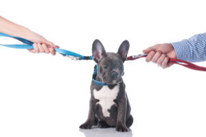 Pet Custody and California Divorces: Who Gets the Pets?