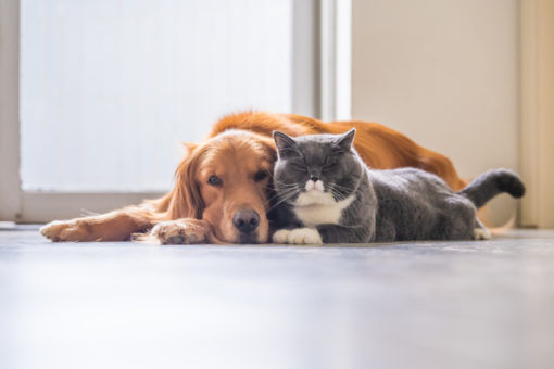 What Happens to Our Family Pet During Divorce Proceedings?